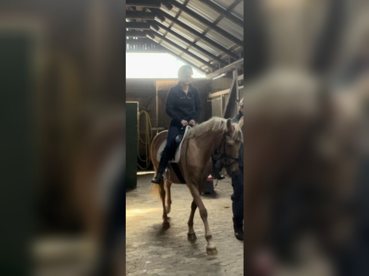 Deutsches Reitpony Stute 10 Jahre 145 cm in Gro&#xDF;enw&#xF6;rden