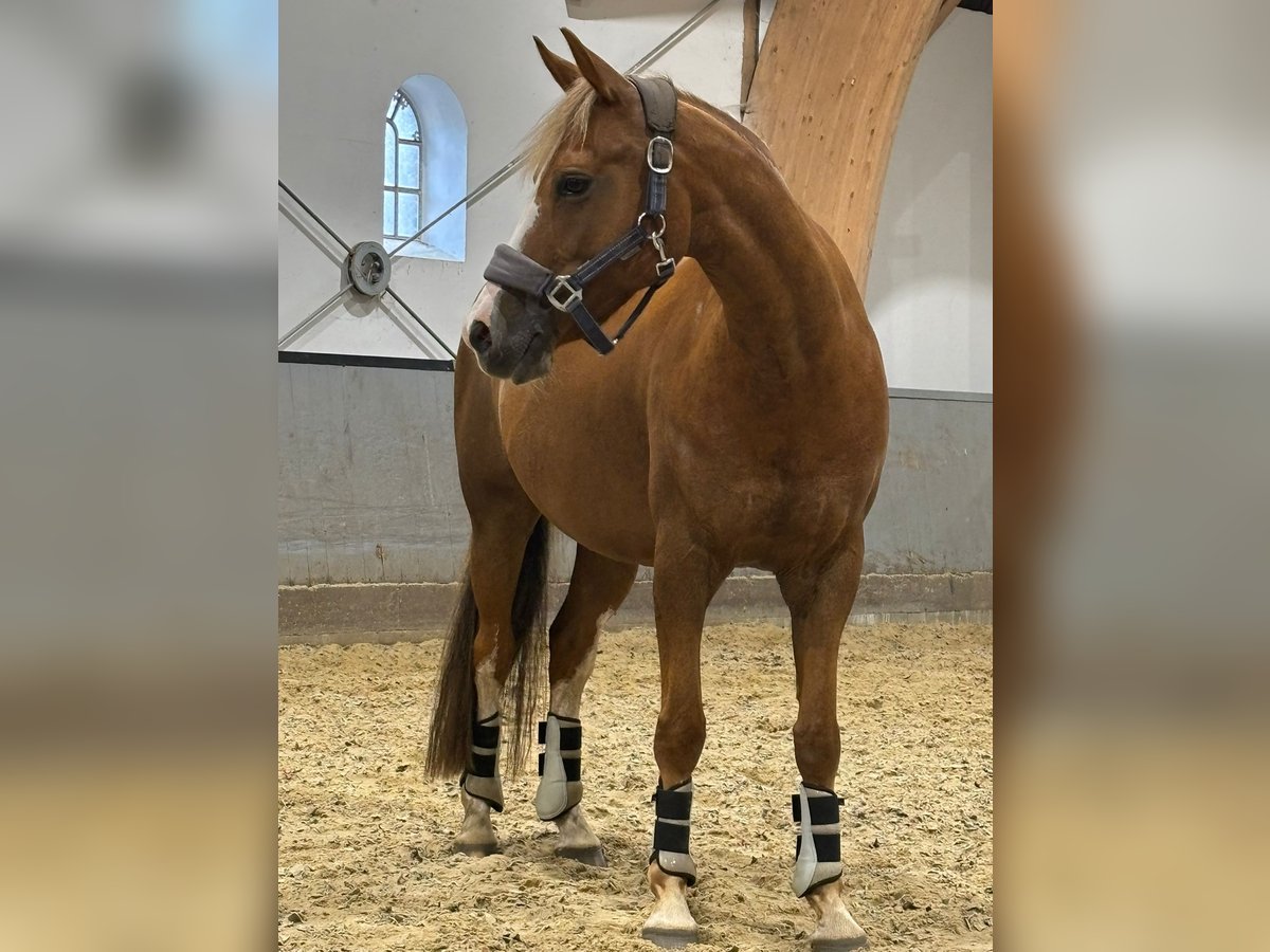 Deutsches Reitpony Stute 10 Jahre 145 cm Fuchs in S&#xFC;derl&#xFC;gum