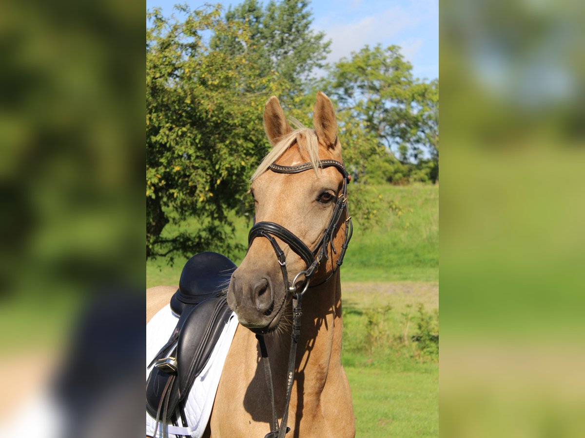 Deutsches Reitpony Stute 10 Jahre 145 cm in Gro&#xDF;enw&#xF6;rden