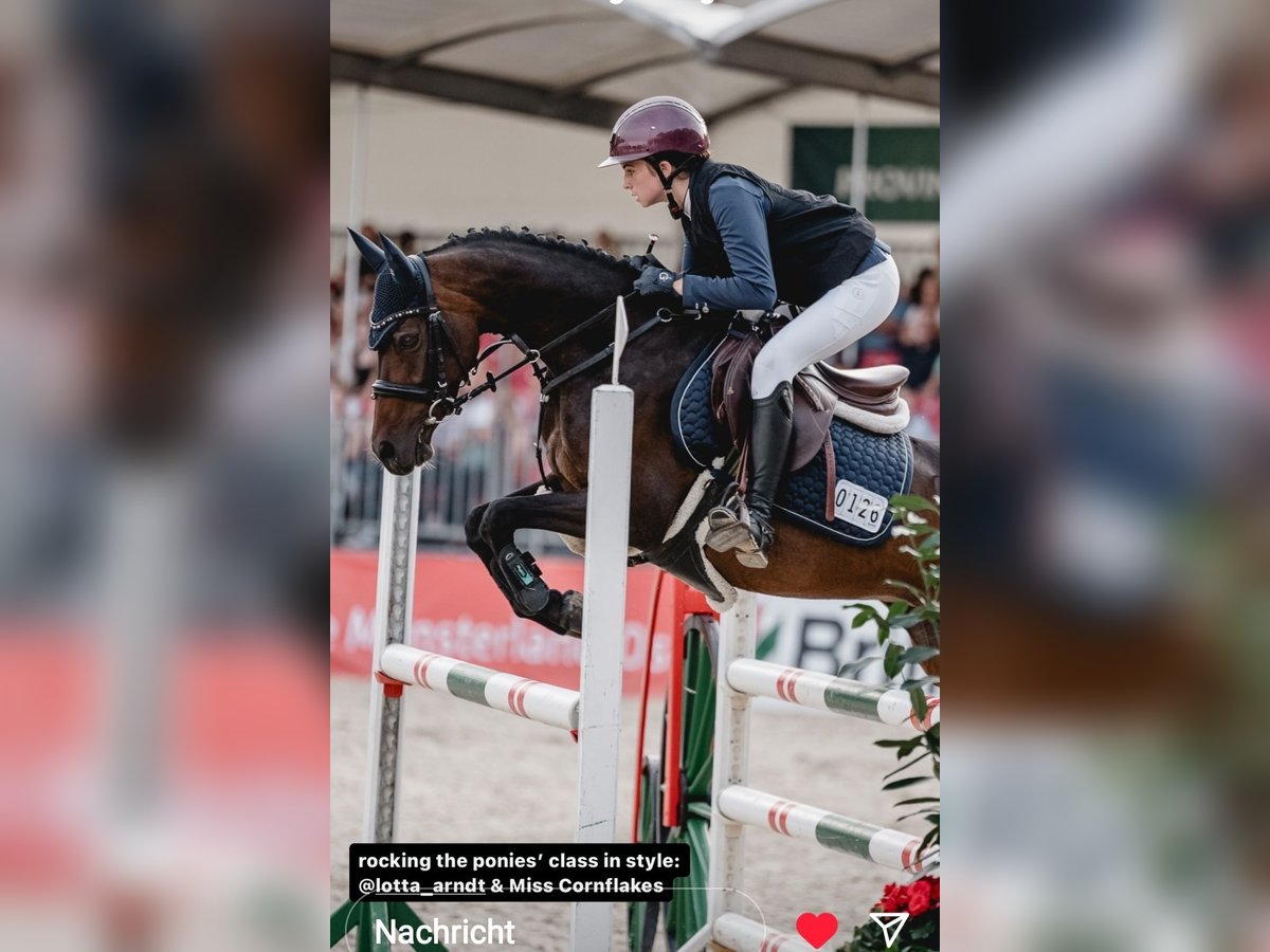 Deutsches Reitpony Stute 10 Jahre 146 cm Brauner in Wickede