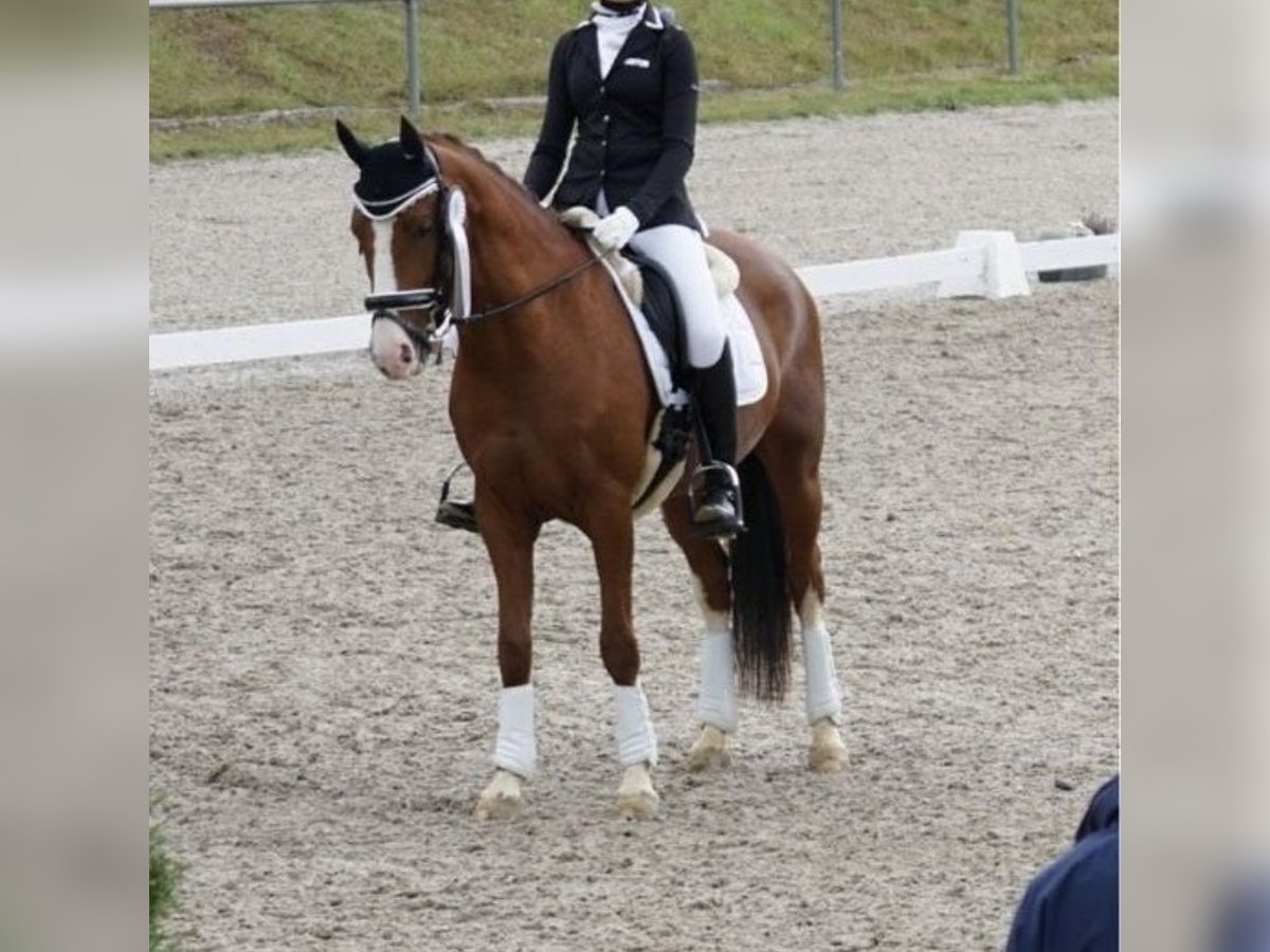 Deutsches Reitpony Stute 10 Jahre 146 cm Dunkelfuchs in Rosenthal