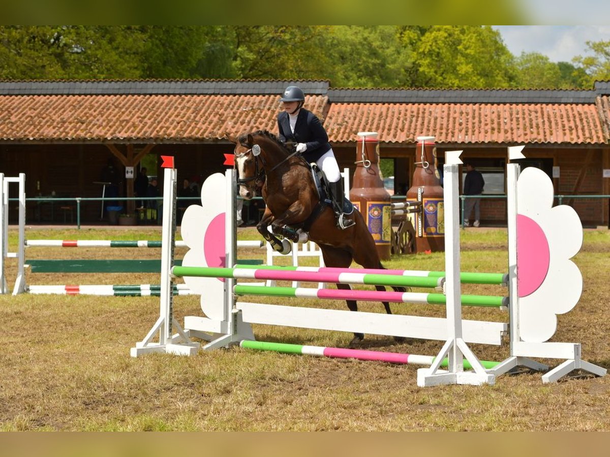 Deutsches Reitpony Stute 10 Jahre 146 cm in Suderburg