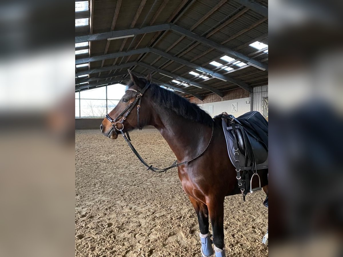 Deutsches Reitpony Stute 10 Jahre 147 cm Brauner in Schermbeck