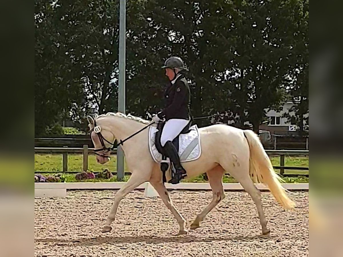 Deutsches Reitpony Stute 10 Jahre 147 cm Cremello in Leer (Ostfriesland)Leer
