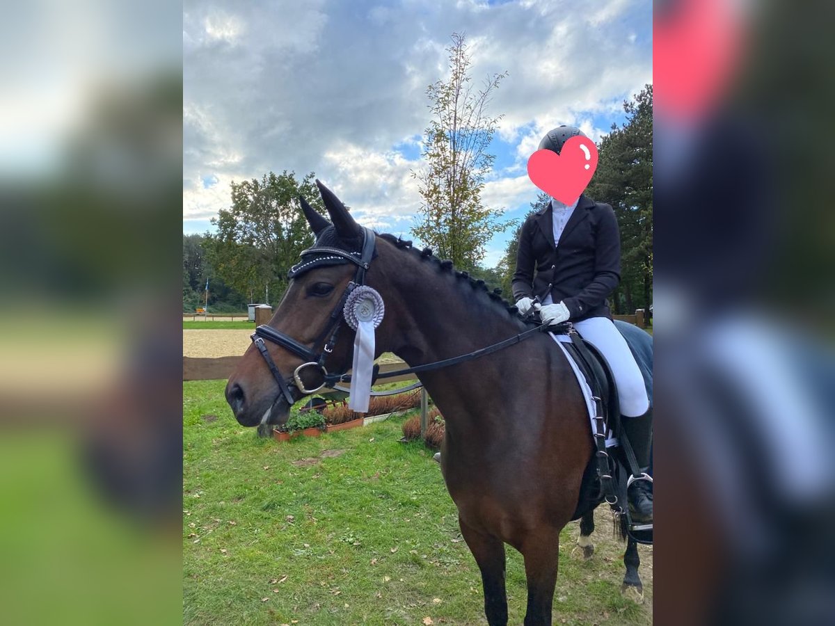 Deutsches Reitpony Stute 10 Jahre 147 cm Dunkelbrauner in Schermbeck