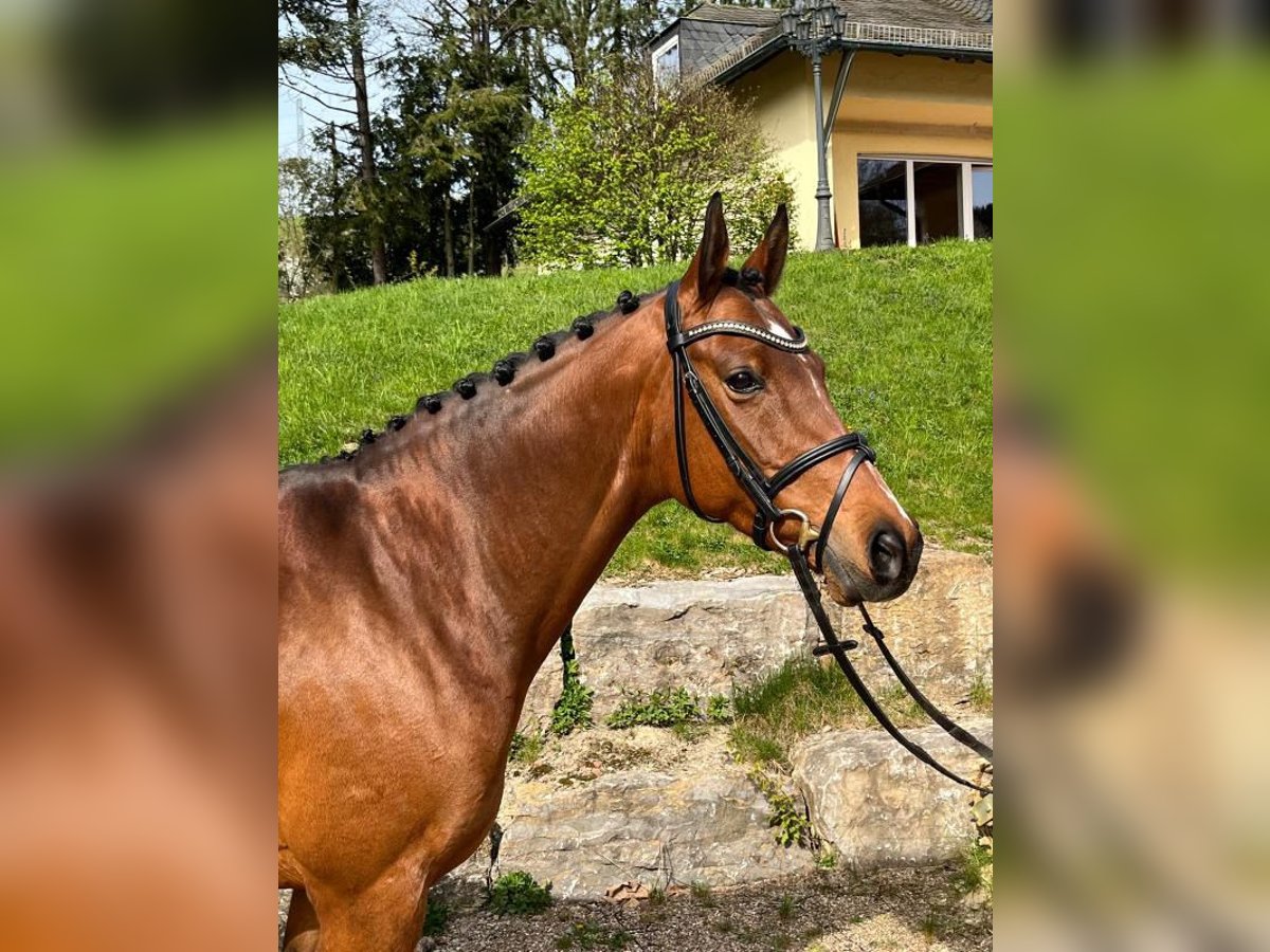 Deutsches Reitpony Stute 10 Jahre 148 cm Brauner in Neuh&#xFC;tten