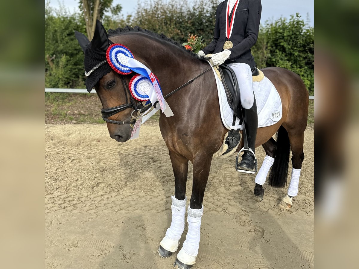 Deutsches Reitpony Stute 10 Jahre 148 cm Dunkelbrauner in Haltern am See