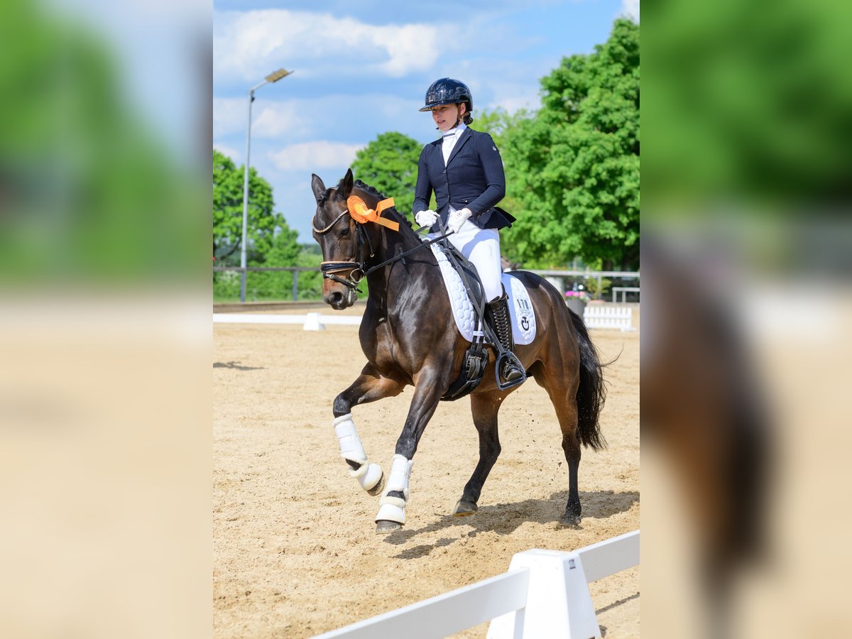 Deutsches Reitpony Stute 10 Jahre 148 cm Dunkelbrauner in Huglfing