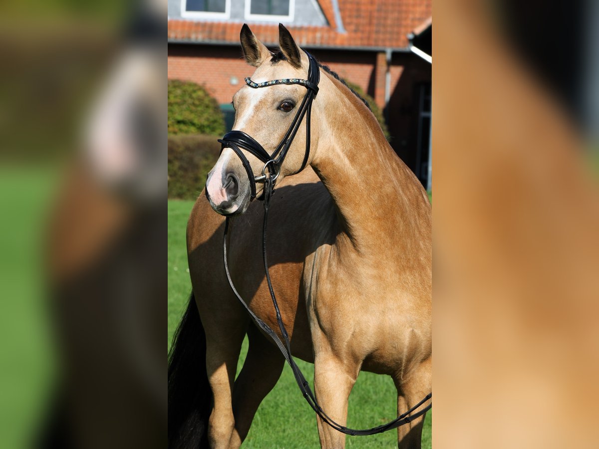 Deutsches Reitpony Stute 10 Jahre 148 cm Falbe in Rehburg-Loccum Münchehagen