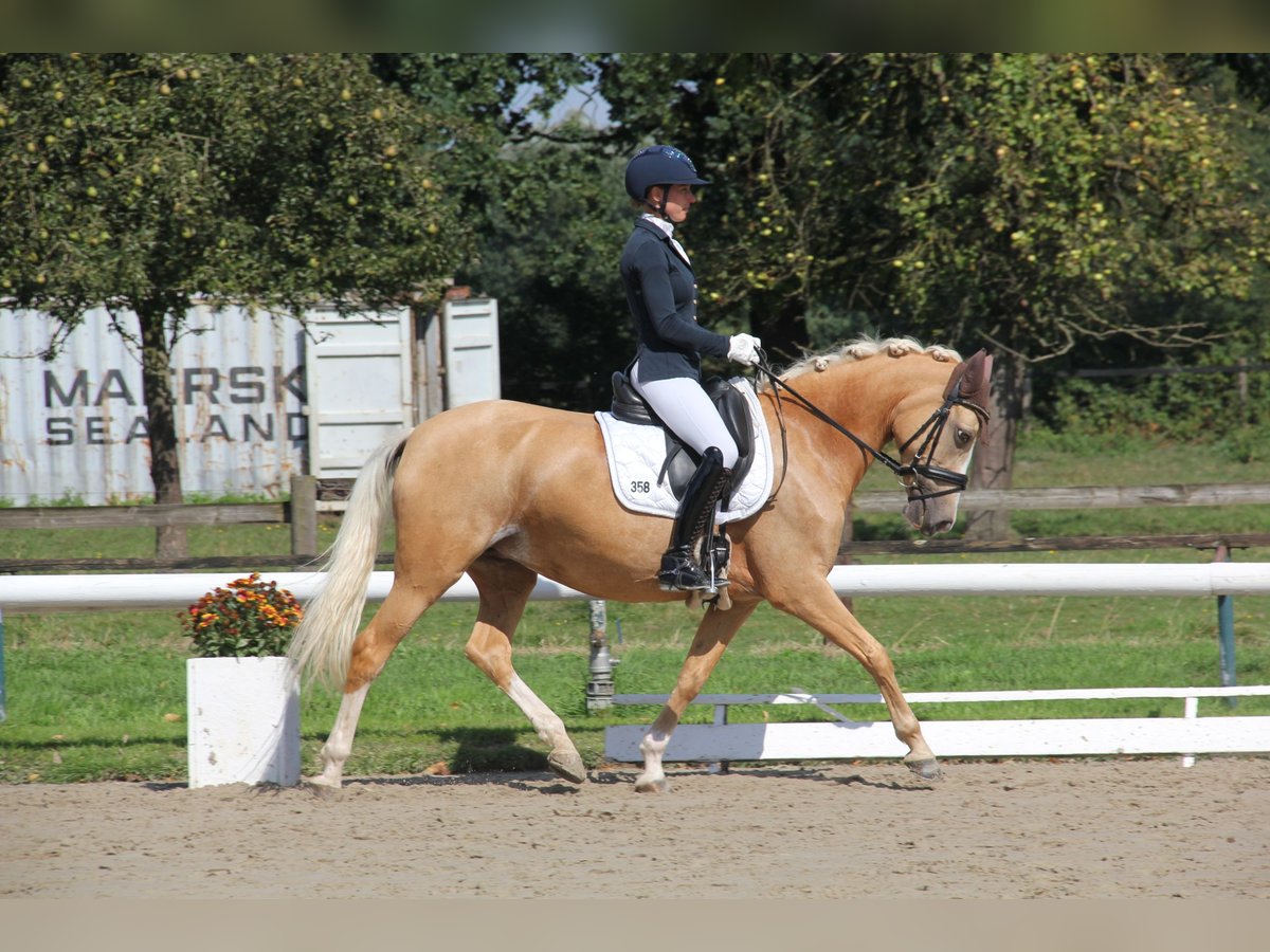 Deutsches Reitpony Stute 10 Jahre 148 cm Palomino in Havixbeck