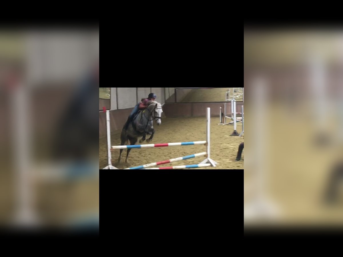 Deutsches Reitpony Mix Stute 10 Jahre 148 cm Schimmel in Gelsenkirchen