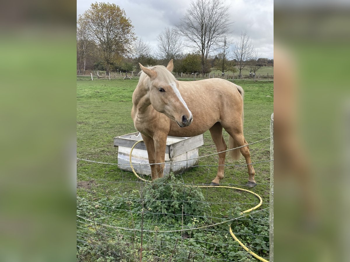 Deutsches Reitpony Stute 10 Jahre 150 cm Schecke in Demmin