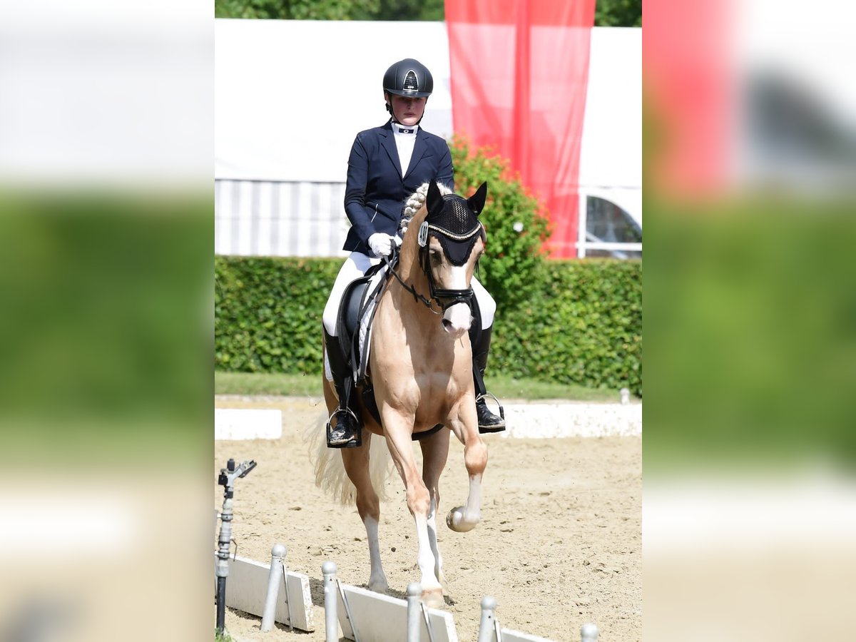 Deutsches Reitpony Stute 10 Jahre 152 cm Palomino in Ennigerloh