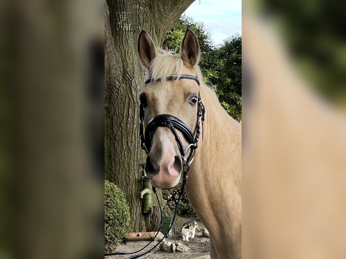 Deutsches Reitpony Stute 10 Jahre Palomino in Großenkneten