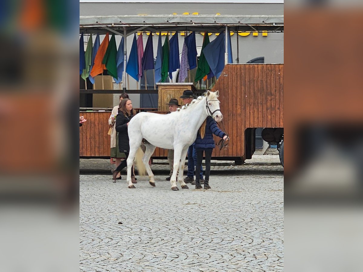 Deutsches Reitpony Stute 11 Jahre 136 cm Schimmel in Reichersberg