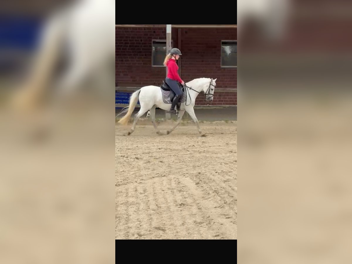 Deutsches Reitpony Stute 11 Jahre 137 cm Apfelschimmel in Kettenkamp