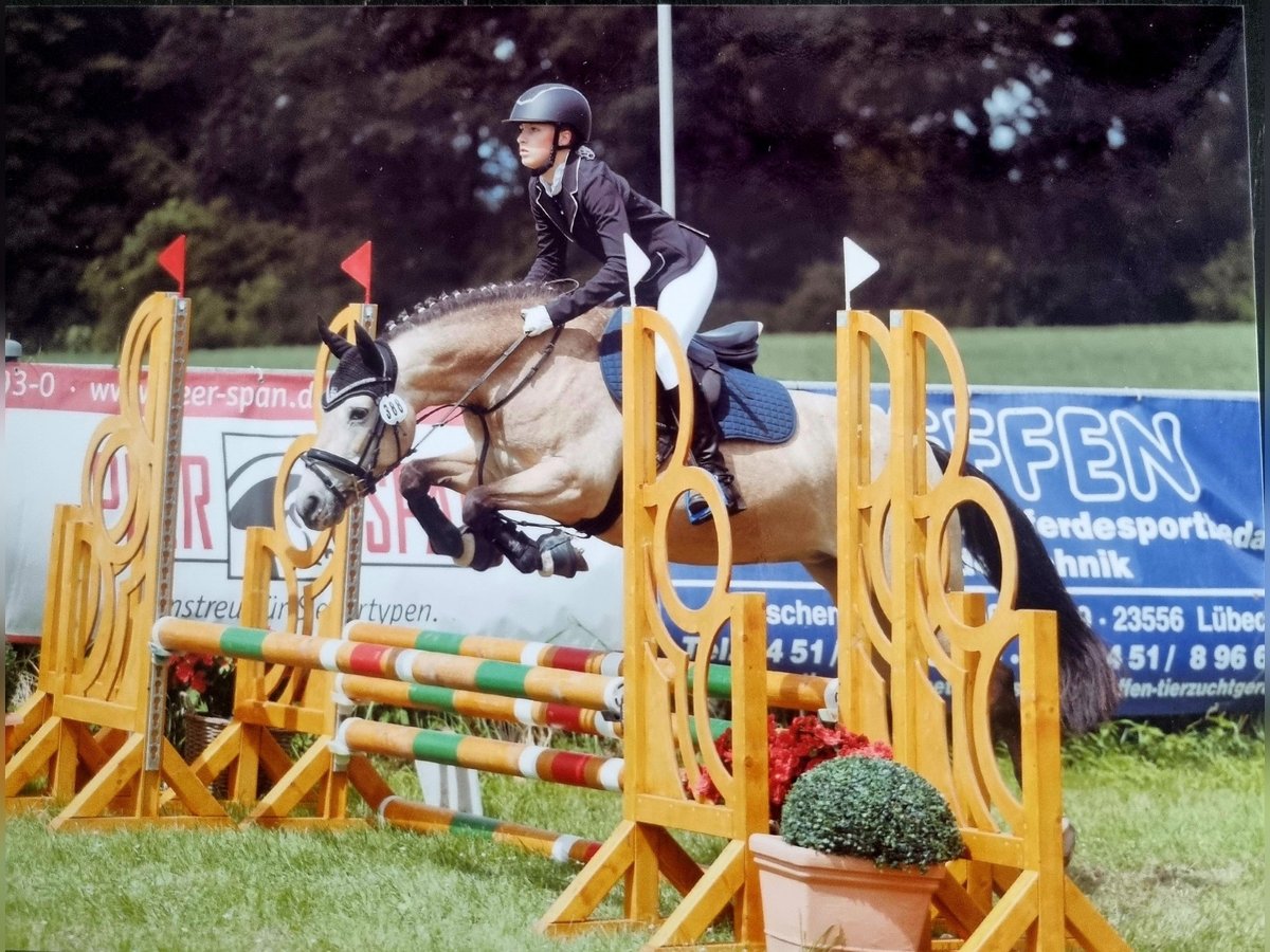 Deutsches Reitpony Stute 11 Jahre 140 cm Falbe in Zarpen
