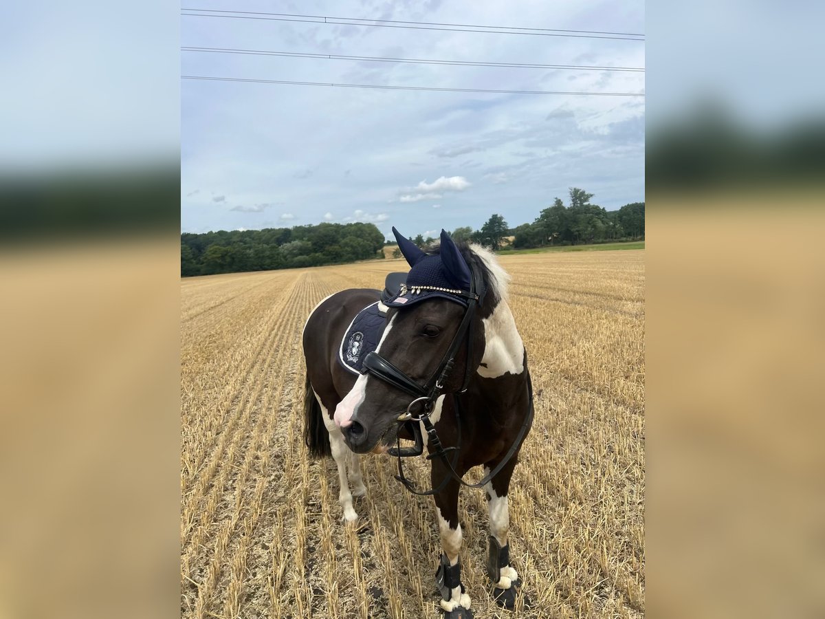 Deutsches Reitpony Mix Stute 11 Jahre 141 cm Schecke in Werne