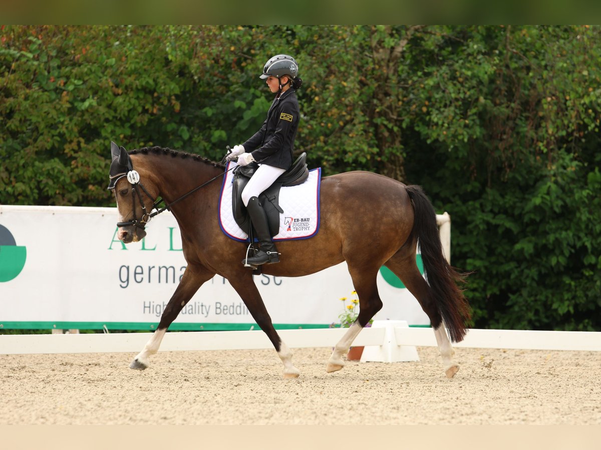 Deutsches Reitpony Stute 11 Jahre 143 cm Palomino in Iggingen