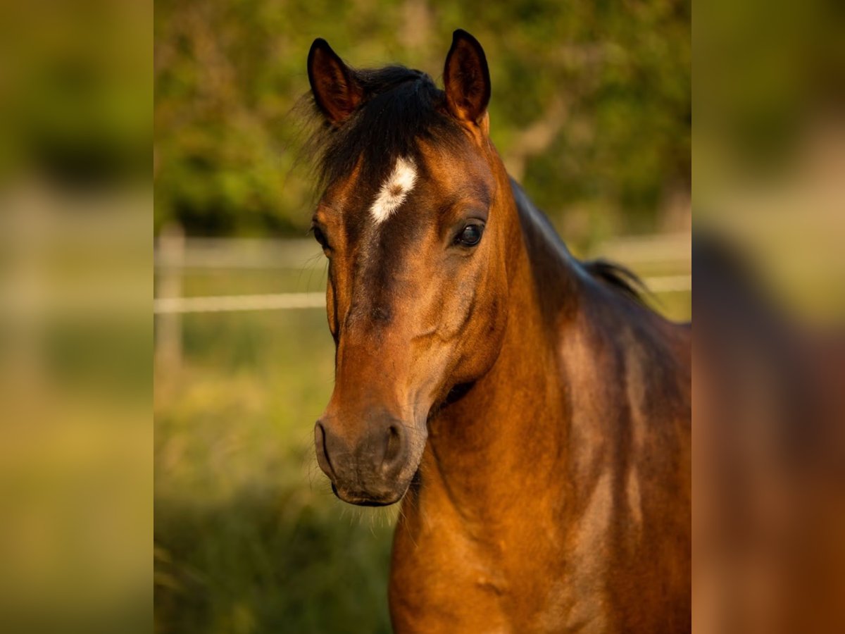 Deutsches Reitpony Mix Stute 11 Jahre 145 cm Brauner in Schöntal