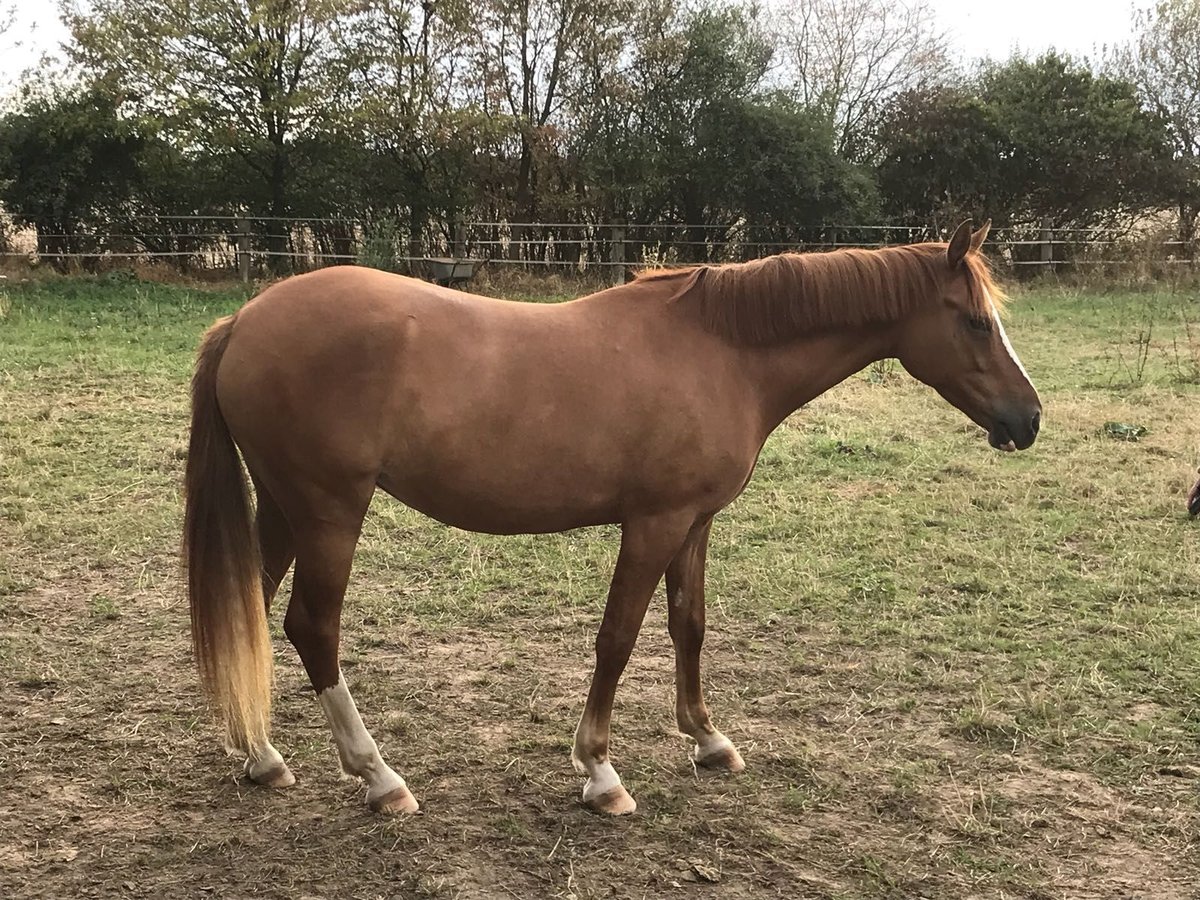 Deutsches Reitpony Stute 11 Jahre 145 cm Fuchs in Krefeld