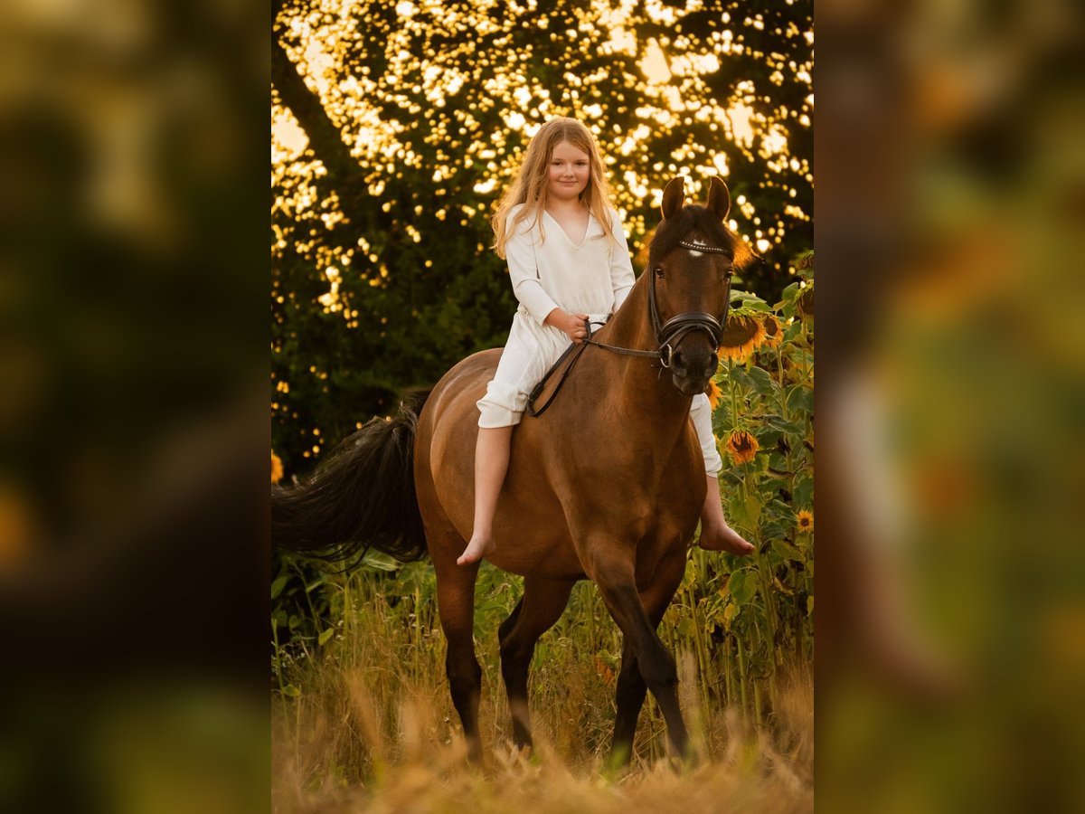 Deutsches Reitpony Stute 11 Jahre 146 cm Brauner in Bad Neustadt an der Saale