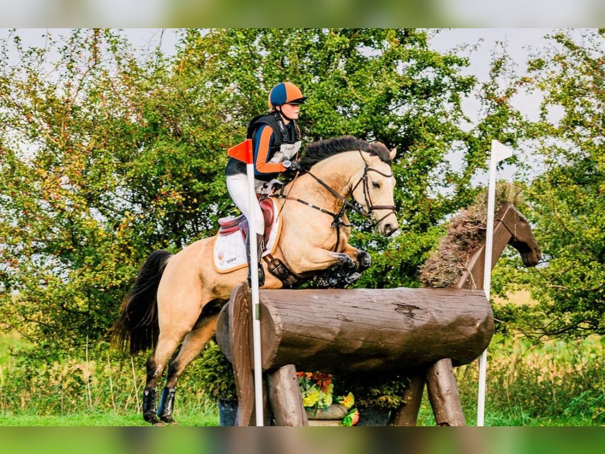 Deutsches Reitpony Stute 11 Jahre 146 cm Buckskin in Wieringerwerf