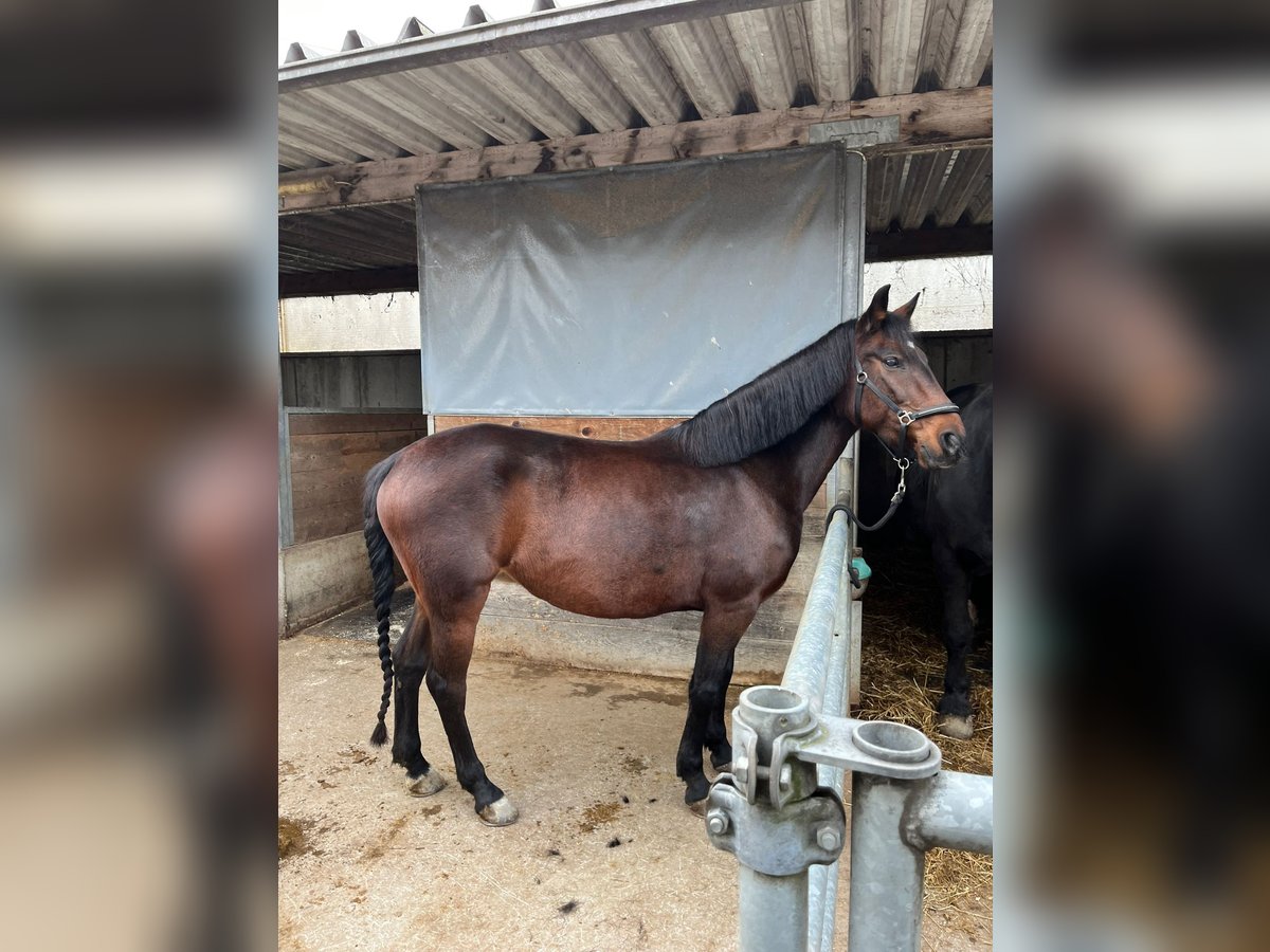 Deutsches Reitpony Mix Stute 11 Jahre 146 cm Dunkelbrauner in Feldkirch