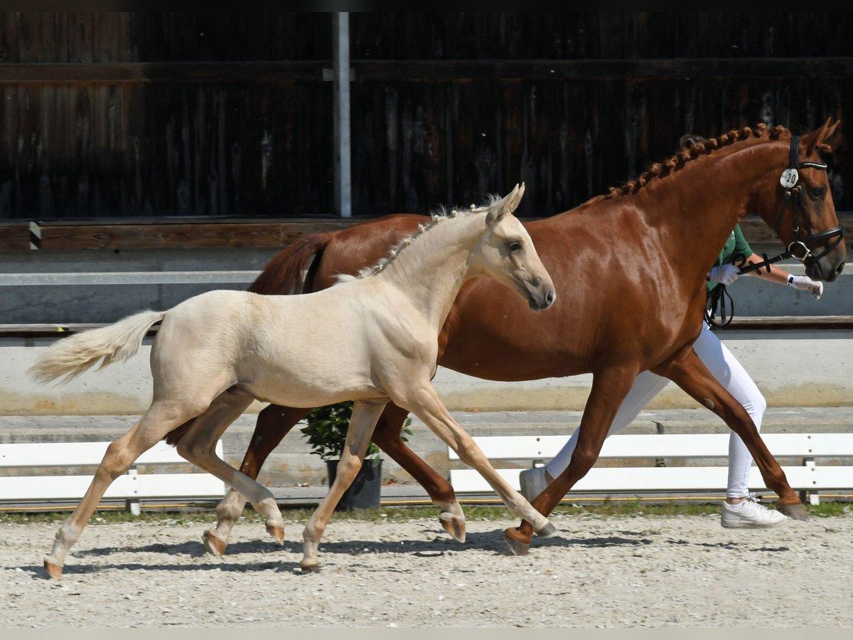 Deutsches Reitpony Stute 11 Jahre 146 cm Fuchs in Nürnberg