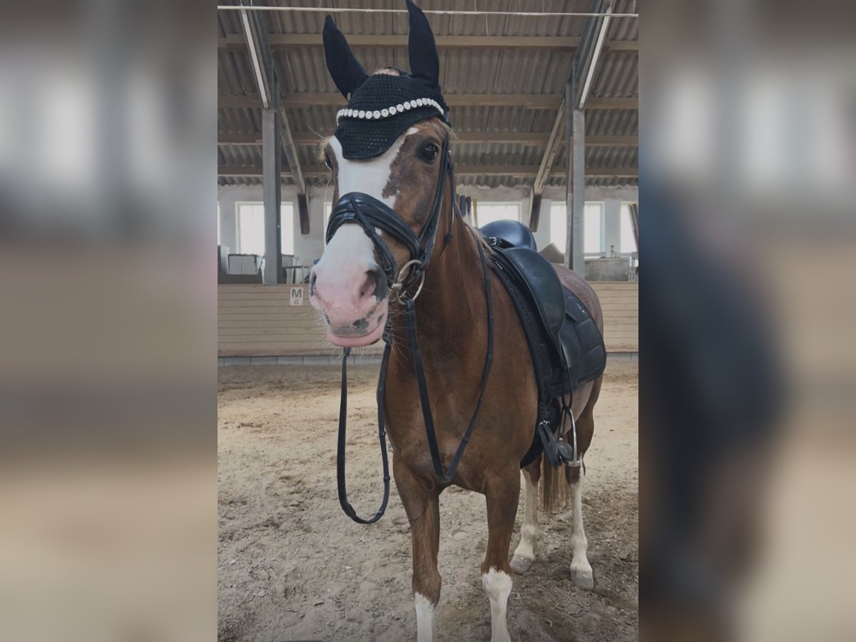 Deutsches Reitpony, Stute in München
