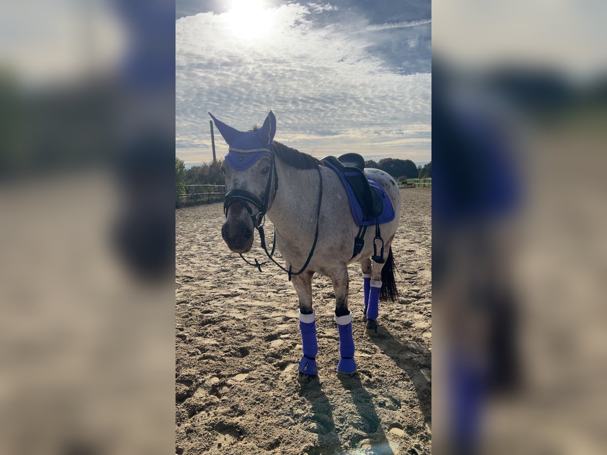 Deutsches Reitpony Mix Stute 11 Jahre 147 cm Rotschimmel in Moers Deutsches Reitpony Mix Stute 11 Jahre 147 cm Rotschimmel in Moers