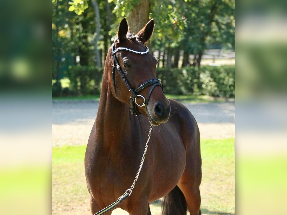 Deutsches Reitpony Stute 11 Jahre 148 cm Brauner in Meerbusch