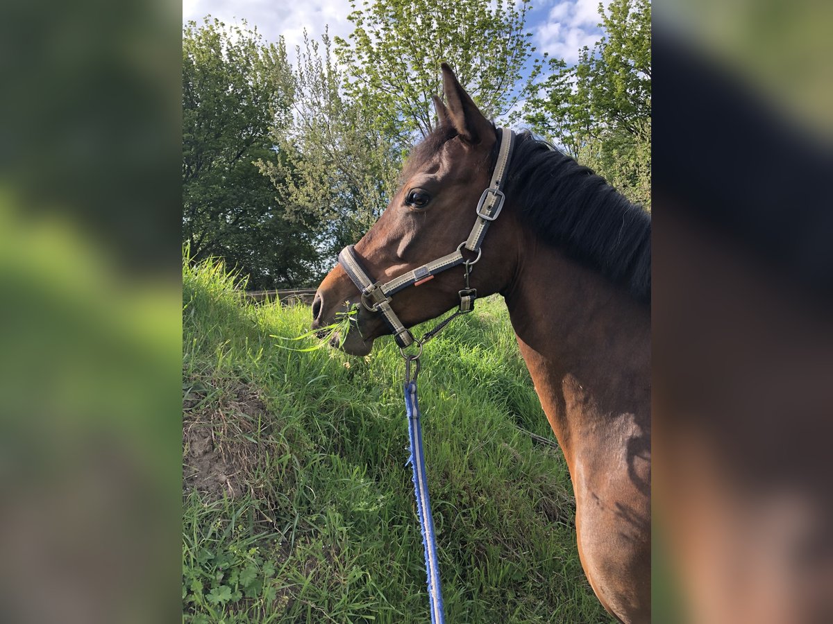 Deutsches Reitpony Stute 11 Jahre 148 cm Brauner in Meerbusch