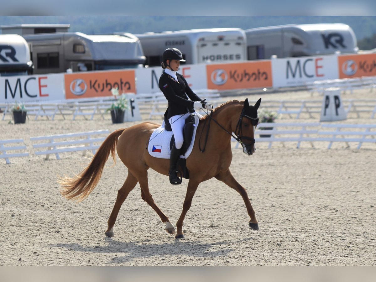 Deutsches Reitpony Stute 11 Jahre 148 cm in Lanškroun