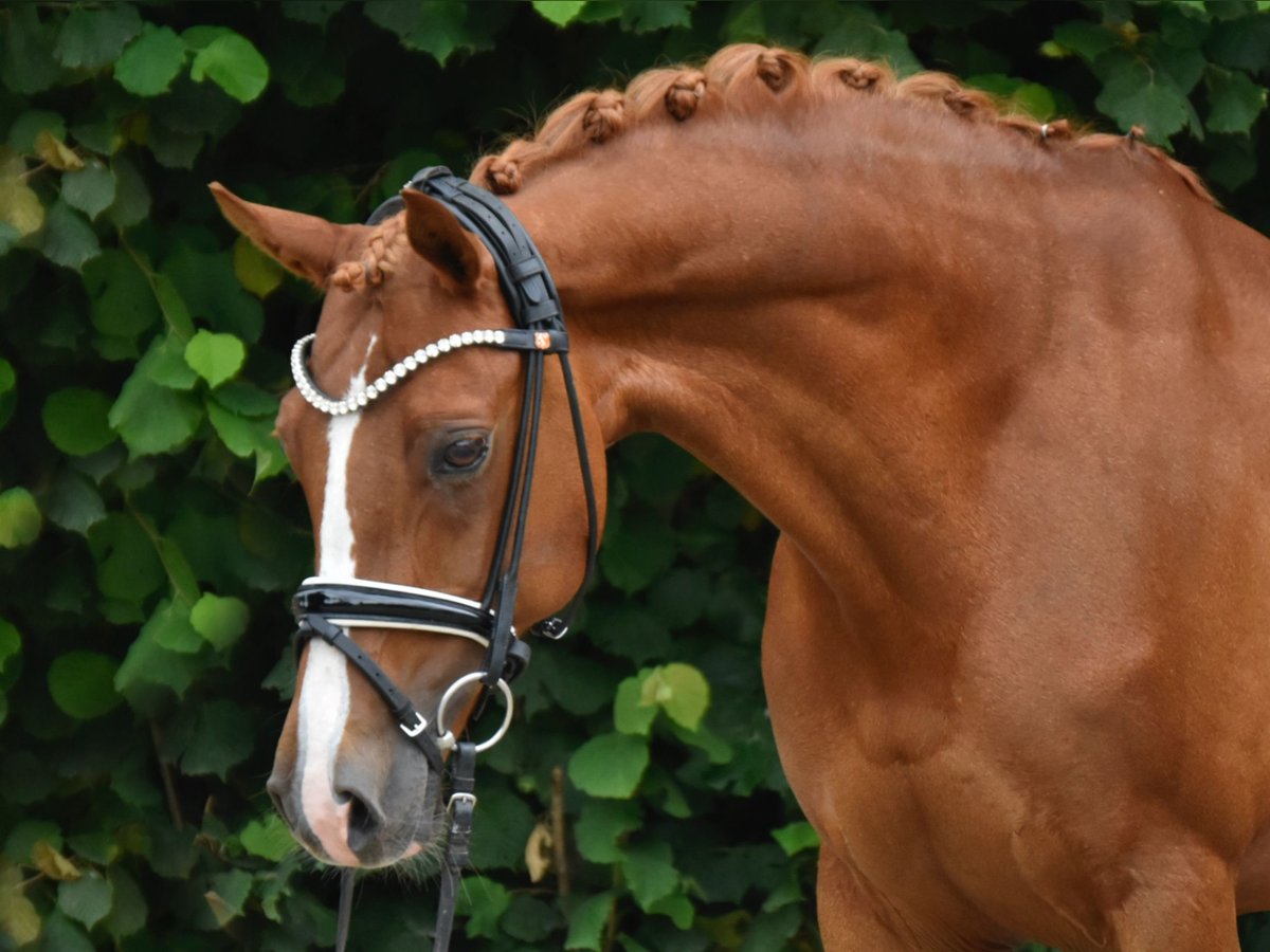 Deutsches Reitpony Stute 11 Jahre 148 cm Fuchs in F&#xFC;rstenau