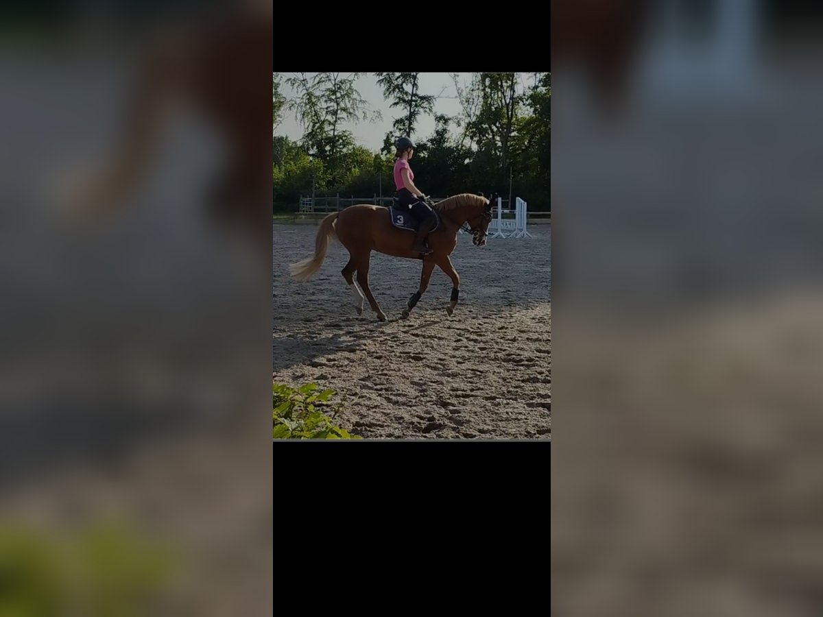Deutsches Reitpony Stute 11 Jahre 150 cm Fuchs in Düren Deutsches Reitpony Stute 11 Jahre 150 cm Fuchs in Düren