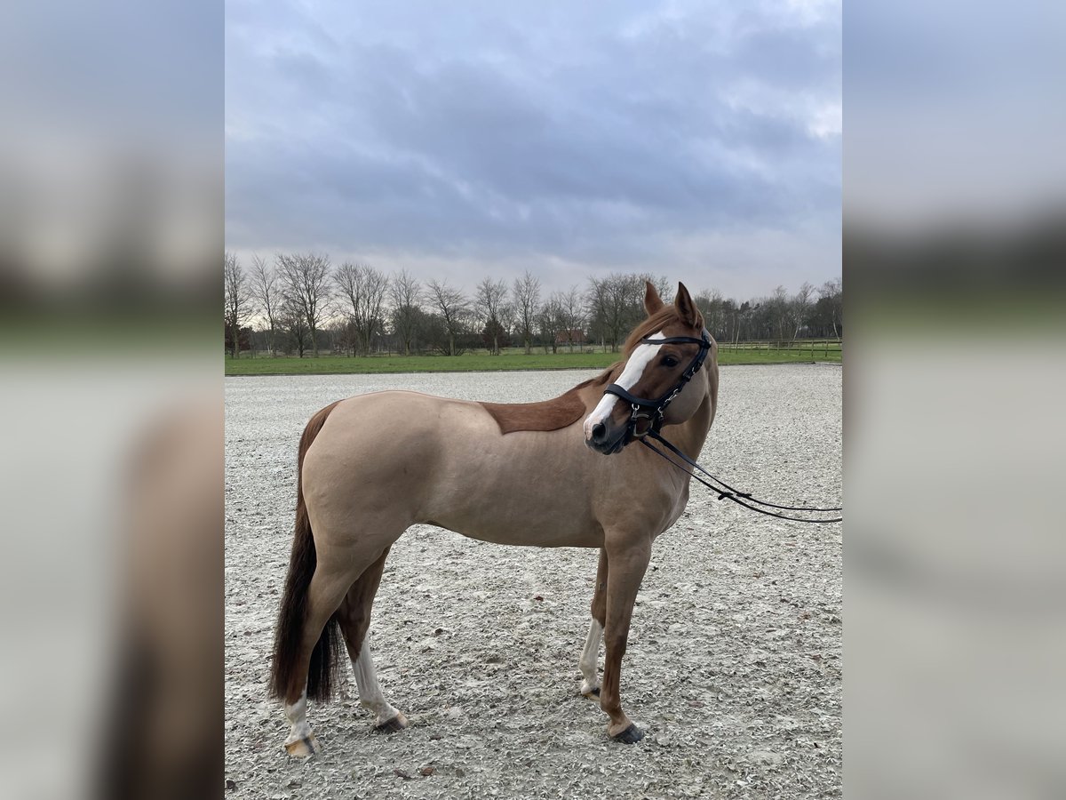 Deutsches Reitpony Stute 11 Jahre 155 cm Fuchs in Wiefelstede