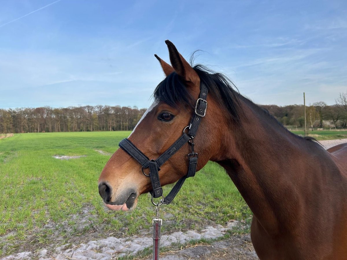 Deutsches Reitpony Stute 11 Jahre 157 cm Brauner in Schwanewede