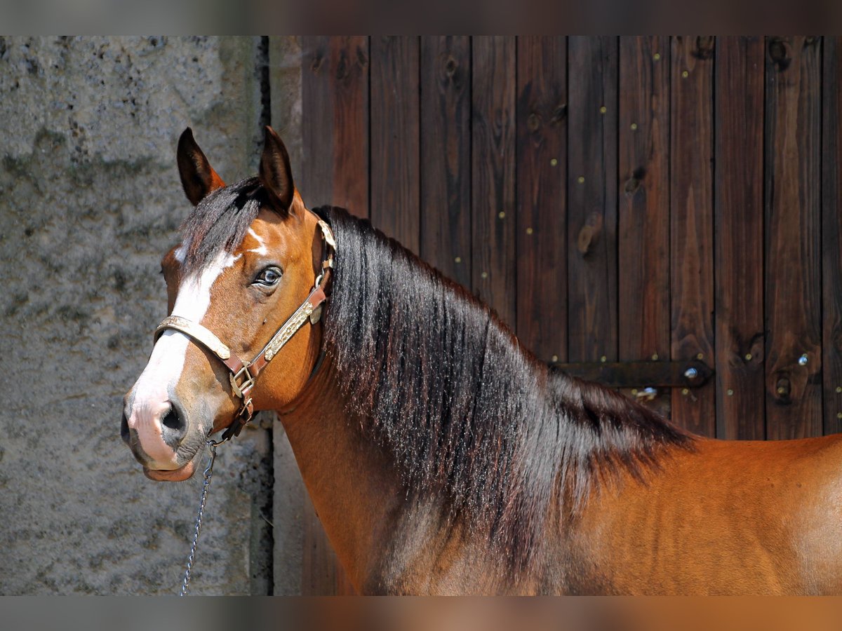 Deutsches Reitpony Stute 11 Jahre Brauner in Zernitz-Lohm