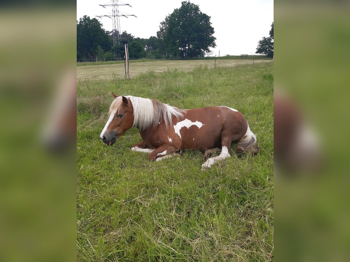 Deutsches Reitpony Mix Stute 12 Jahre 142 cm Schecke in Buchholz in der Nordheide