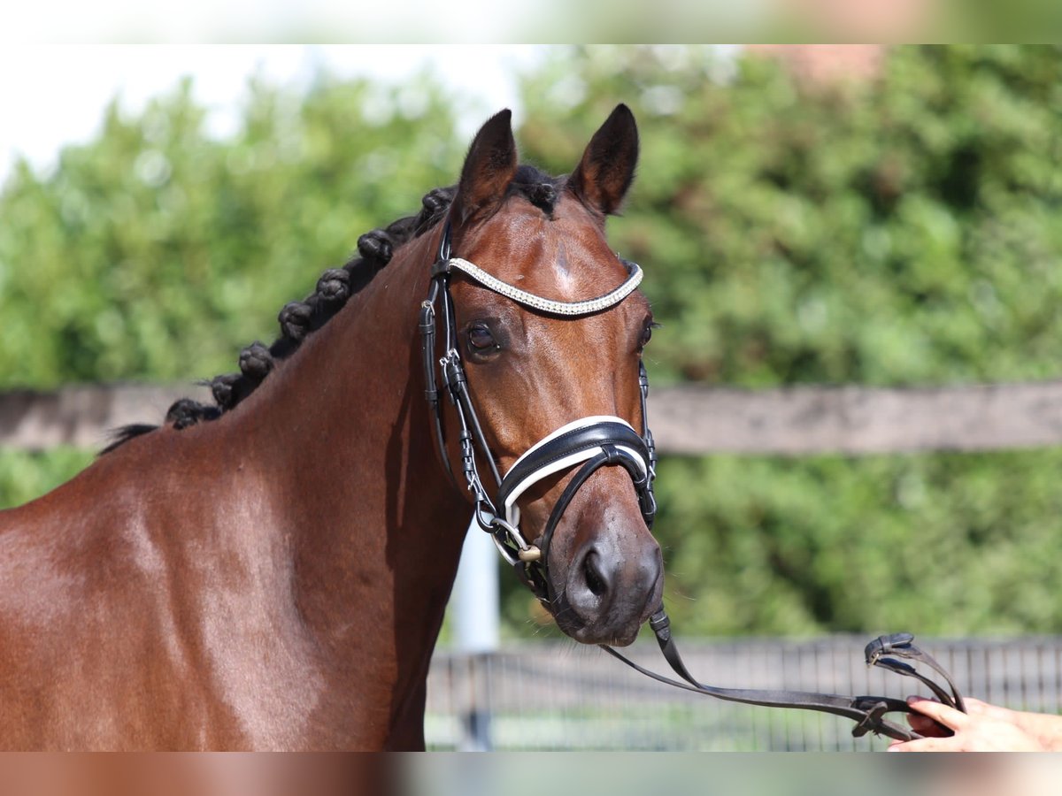 Deutsches Reitpony Stute 12 Jahre 143 cm Brauner in Tübingen