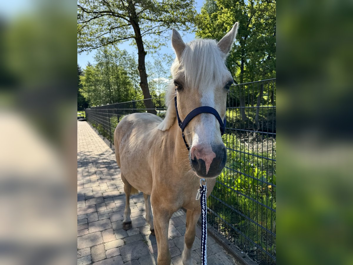 Deutsches Reitpony Stute 12 Jahre 143 cm Palomino in Wacken