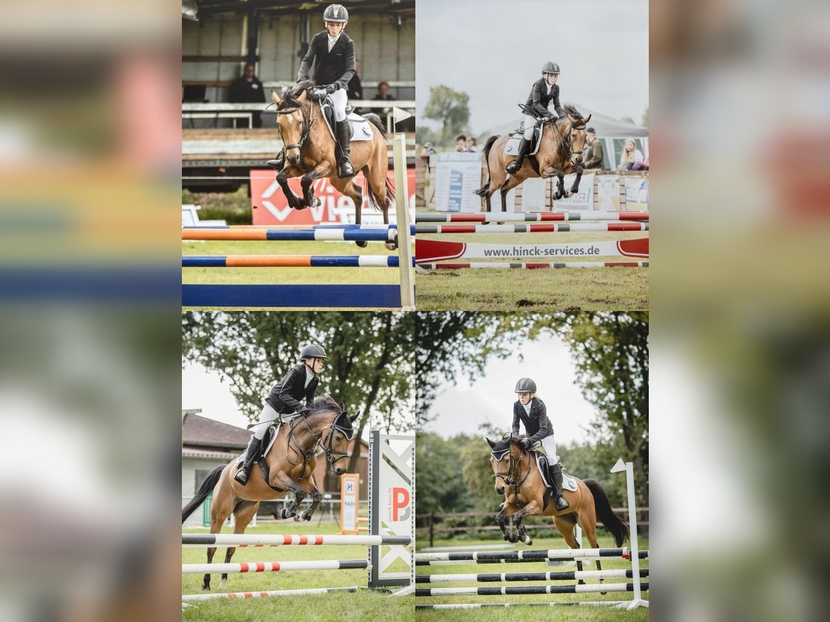 Deutsches Reitpony Stute 12 Jahre 144 cm Brauner in Heeslingen
