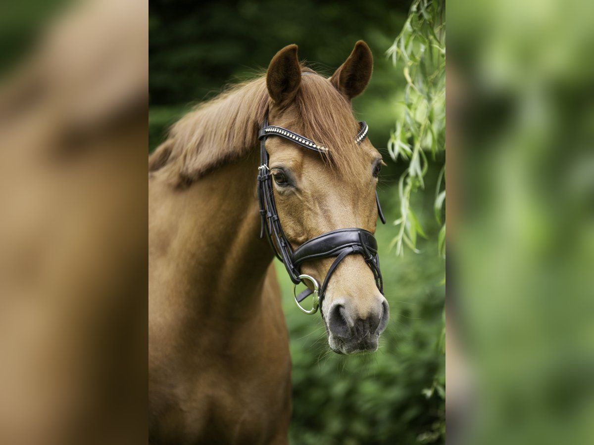 Deutsches Reitpony Stute 12 Jahre 144 cm Fuchs in Warendorf