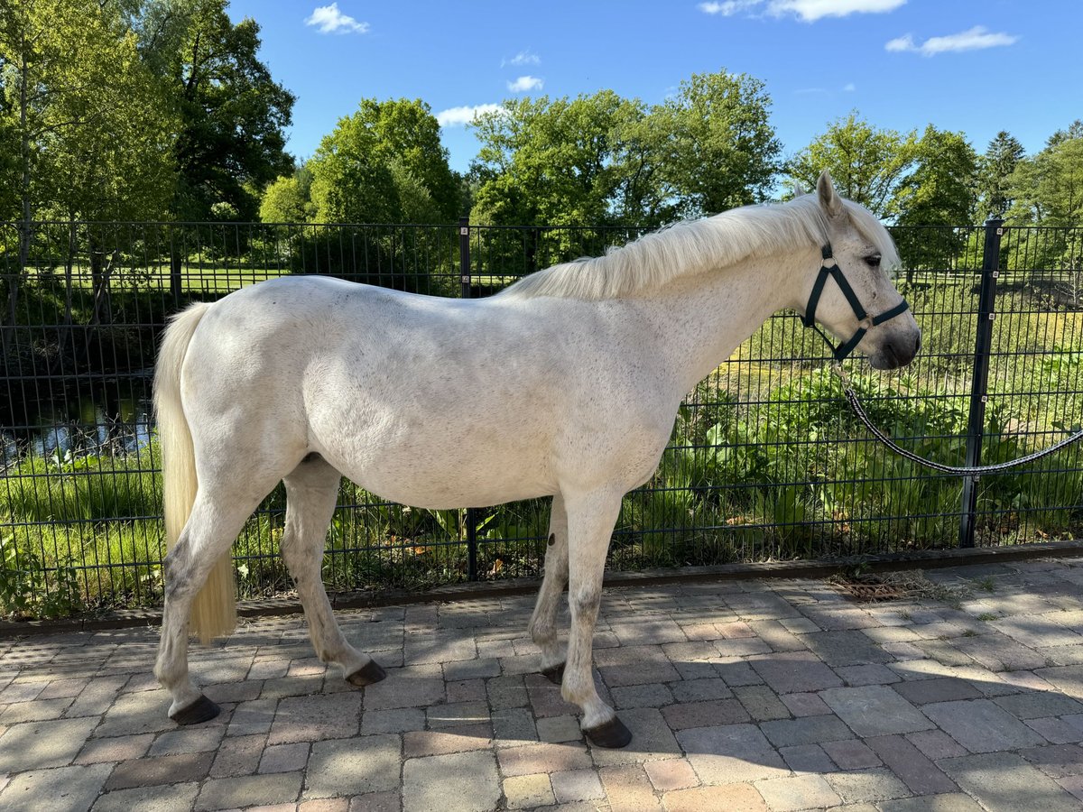 Deutsches Reitpony Stute 12 Jahre 144 cm Schimmel in Wacken