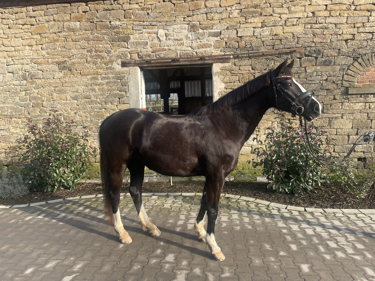 Deutsches Reitpony Stute 12 Jahre 144 cm Schwarzbrauner in SchwerteSchwerte