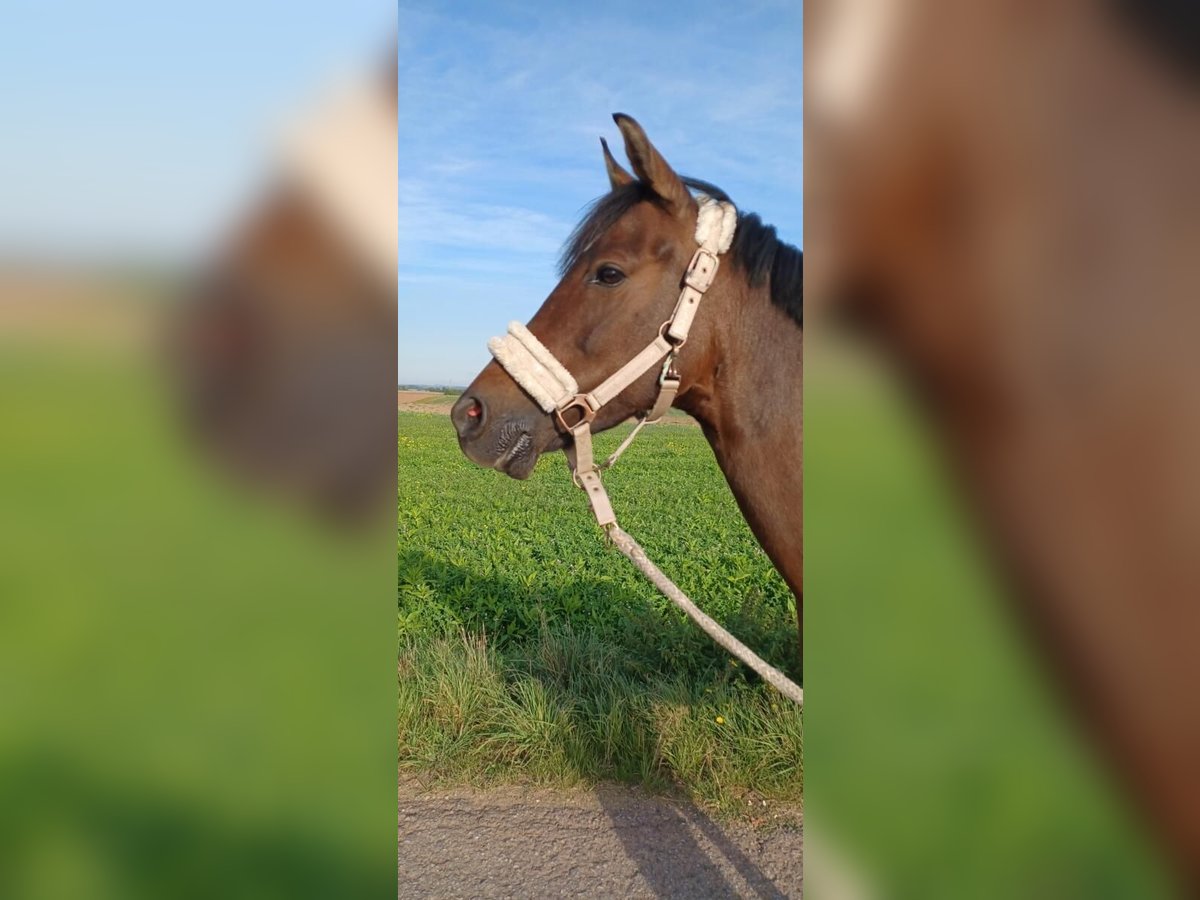 Deutsches Reitpony Stute 12 Jahre 145 cm Brauner in Bad Neustadt an der Saale