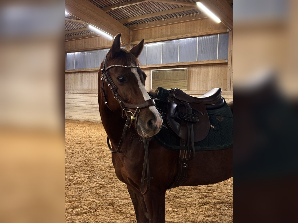 Deutsches Reitpony Stute 12 Jahre 147 cm Fuchs in Weil