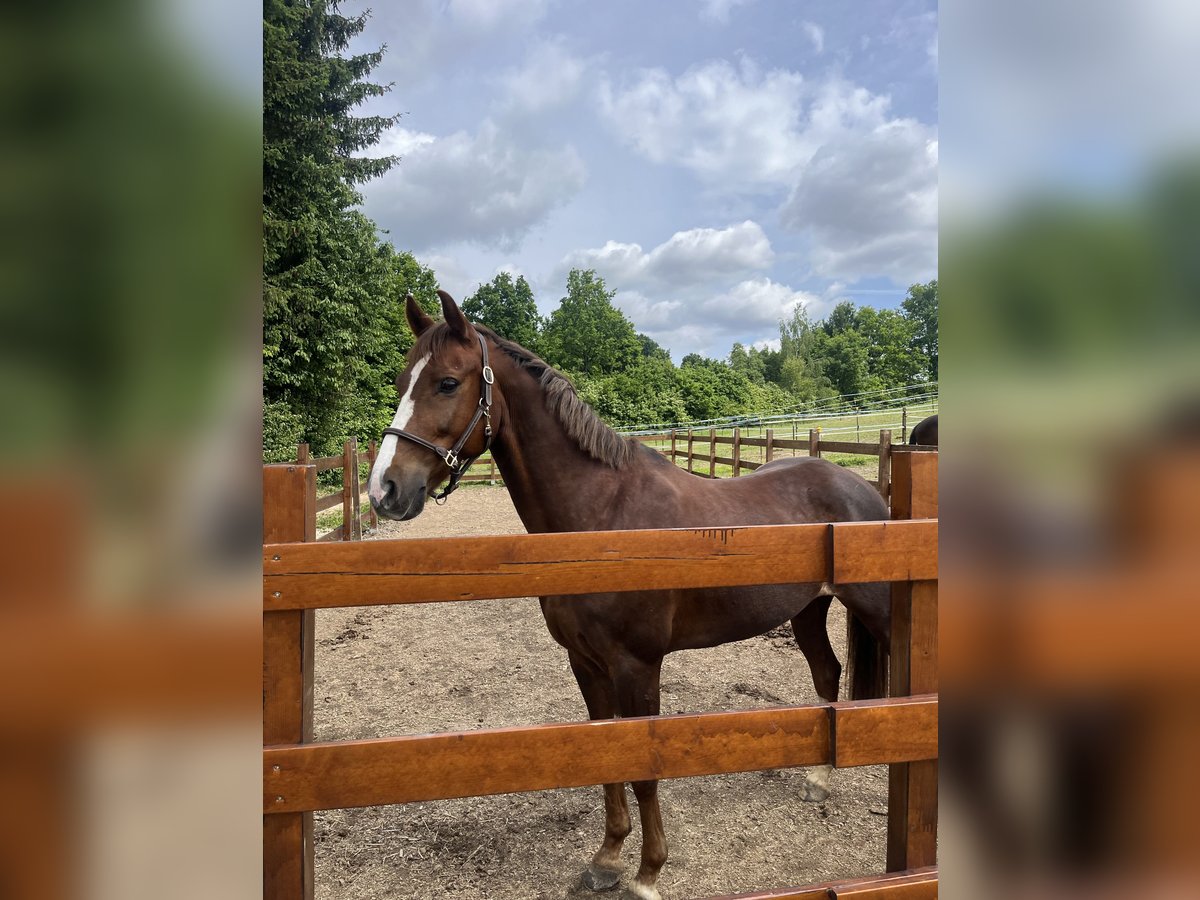 Deutsches Reitpony Stute 12 Jahre 147 cm Fuchs in Weil