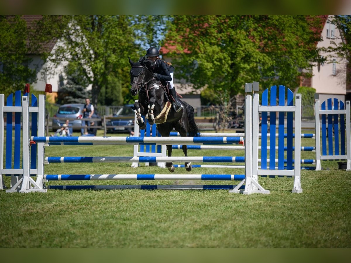 Deutsches Reitpony Stute 12 Jahre 147 cm Schwarzbrauner in Luckau